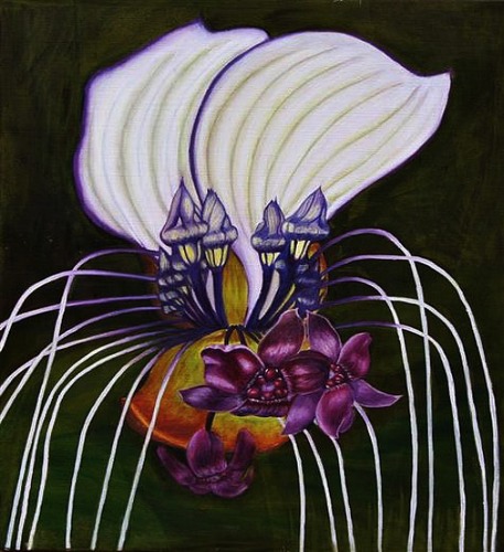 TACCA INTEGRIFOLIA - Cat's Whiskers