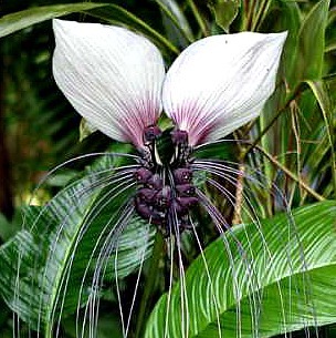TACCA NIVEA - Branco Bat Flower