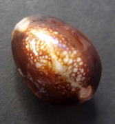 01493 Bia Gae Aathan Maha Rangap - Anti Black Magic, Curses, Ghost Posession, Poisoning and Sickness amulet - Kroo Ba Dech Gidtiyano - Samnak Songk Pha Cha Ban Ratanakosin